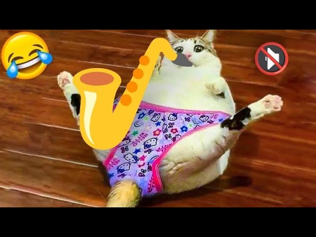 Animal funny moments🤣🤣Your pets🐕🐈🐒🐄🐓