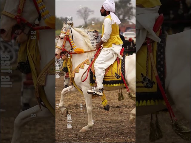 Super Speed And Stylish Horses in Pakistan / Tent Pegging & Horse Riding #horseride