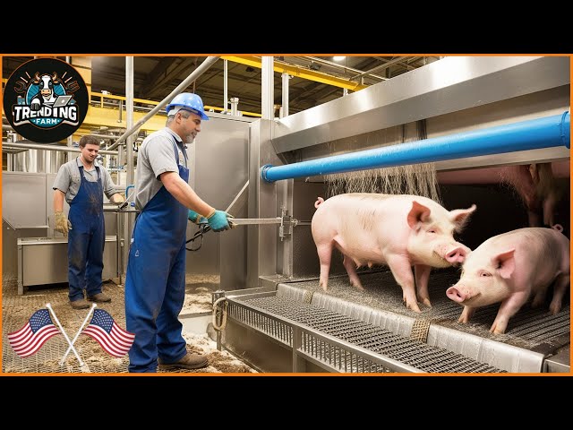 The World's Most Advanced Pig Slaughterhouses And Processing Plants Work | Processing Factory #pig