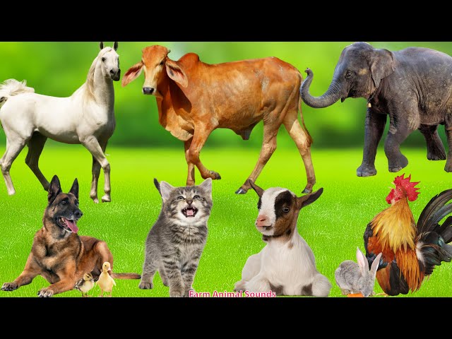 Farm Animal Sound Collection: Horse, Cow, Elephant, Dog, Cat, Goat, Chicken, Rabbit - Animal Videos