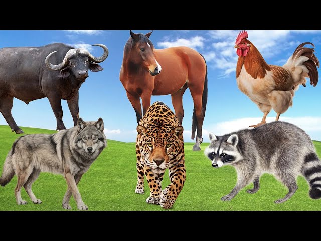 Farm Animal Moments In Peaceful: Horse, Raccoon, Chicken, Buffalo, Wolf - Wild Animals