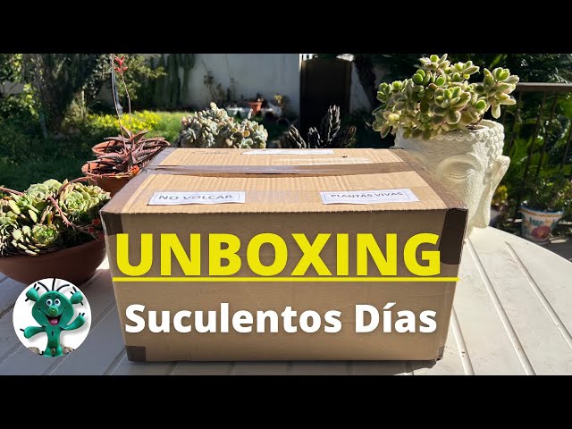 UNBOXING Suculentos Días | Echeverias Agavoides y muchas más bellezas!!📦💚🌵