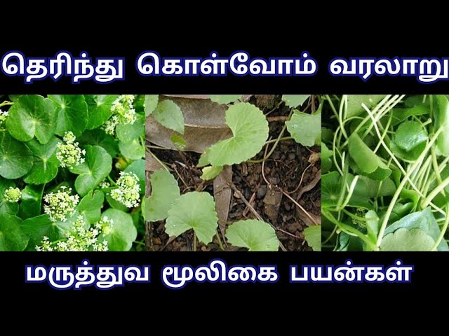 மூலிகை சத்யாவின் மருத்துவ மூலிகை பயன்கள் #trending #video #virals