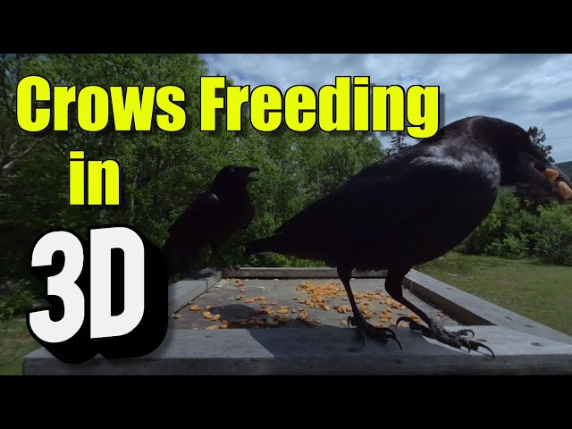 Crows feeding on peanuts in VR Video 180 3D