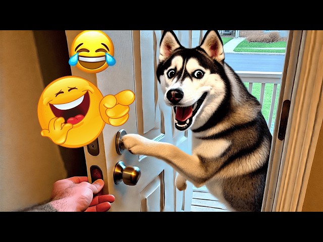 Hilarious Dog Compilation – Surfing, Hula Hooping & Getting Stuck! 🐕😂