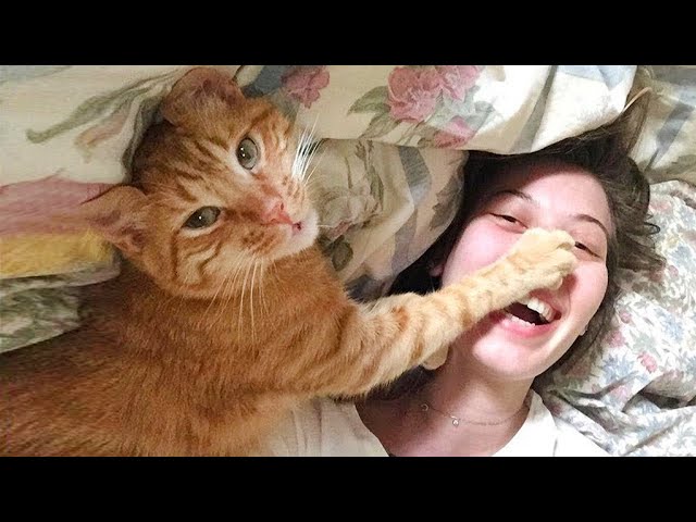 When your cats bring so much laughter into your life 🐱 Funny Cats