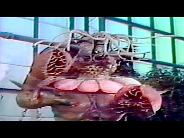 VENUS FLYTRAP | The Revenge of Dr. X | Body of the Prey | Full Length Sci-Fi Movie | English | HD