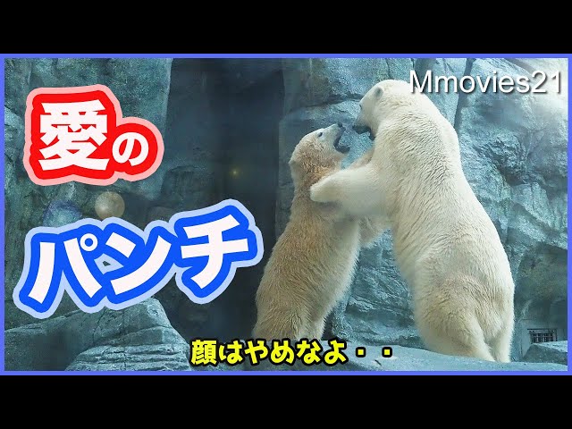 Polar Bear Mother and son play hard ,Yuki & Fubuki