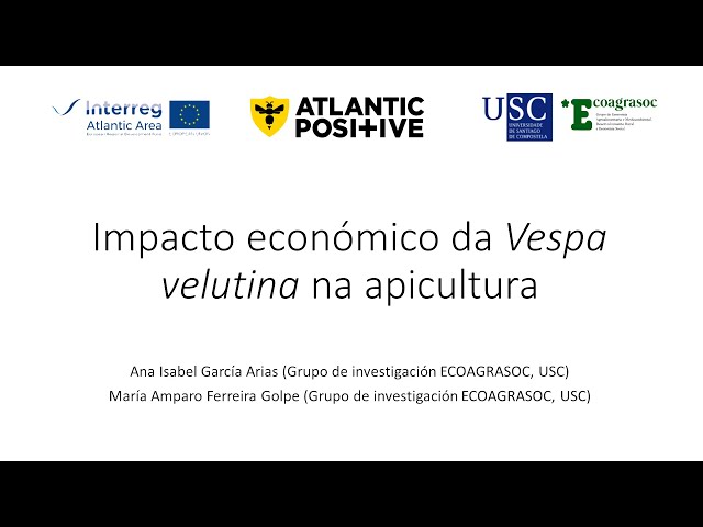 Impacto económico da Vespa velutina na apicultura