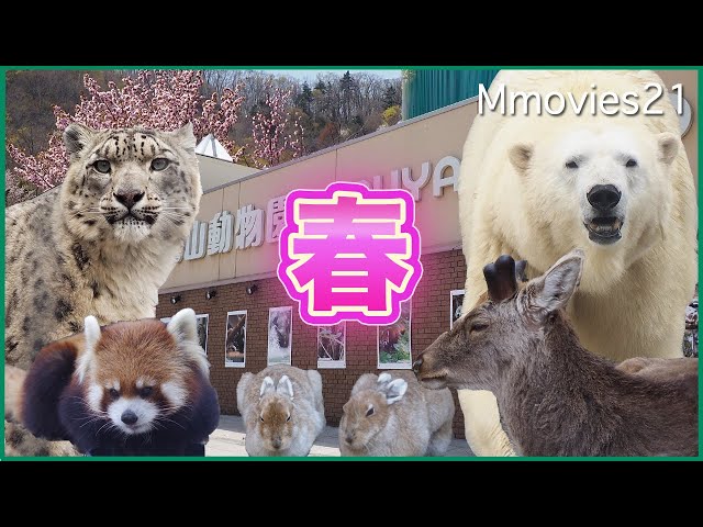 【春のおでかけ円山動物園】桜満開の開園記念日！動物たちの見た目が変わる季節がやってきた