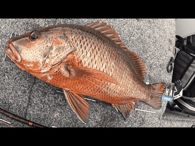 MANGROVE JACK SESSION | Fishing Nerang River.