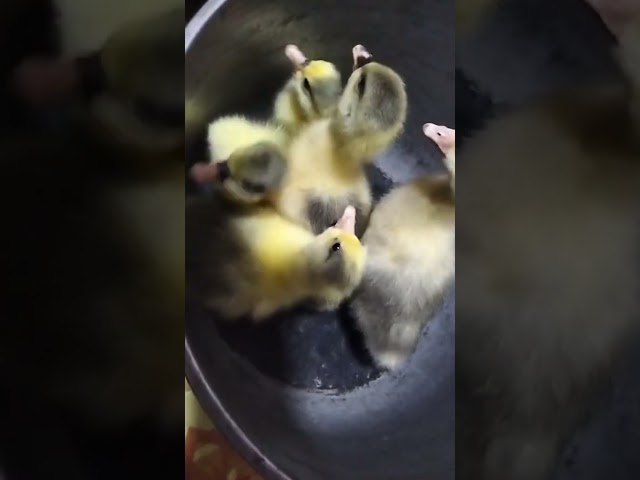 DAY old baby gooseling [Pomeranian geese x Chinese brown][Pomeranian geese x Chinese white #goose