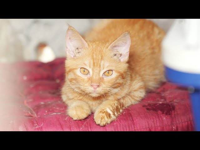 Boba's Journey: Rescuing cats from the meat trade in Viet Nam