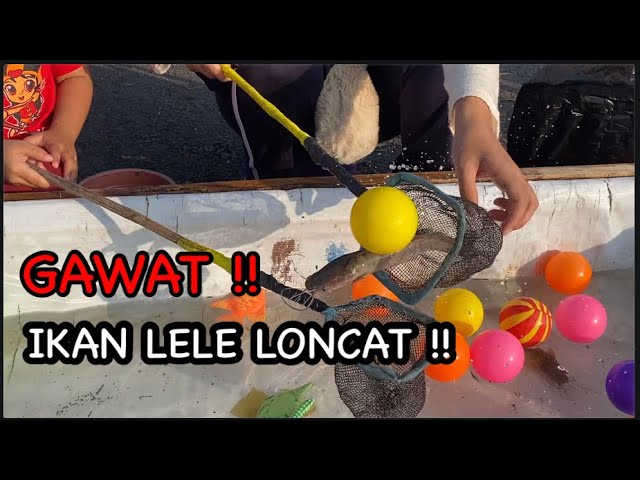 APA ADA IKAN LELE LONCAT ?? || disurganya wahaya bermain anak - anak