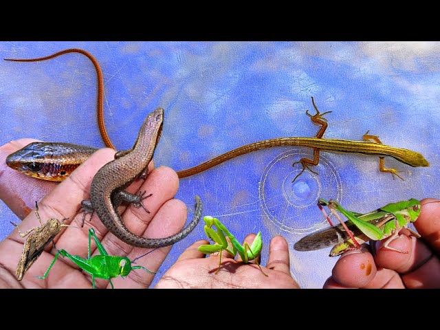 I found very exotic reptiles while catching and observing insects in ASIA