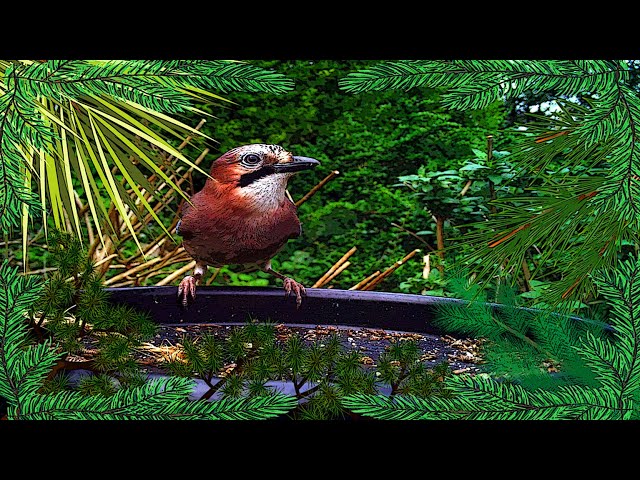 Juniper's Jewel: The Guardian of Whispering Pines 🗣️🌲