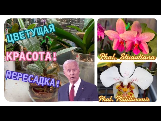 Цветение орхидей в лучах солнца 🤗 Пересадка природников в #стекло #phalaenopsis #orchid