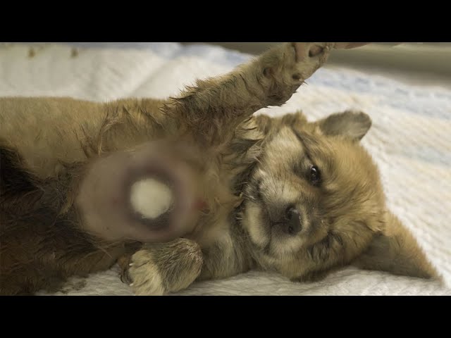 Rescued Stray Puppy With Big Maggot wound on Chest.