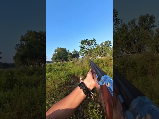 Last week's quail shoot compilation #quailhunting #uplandhunting #hunting  #12gauge