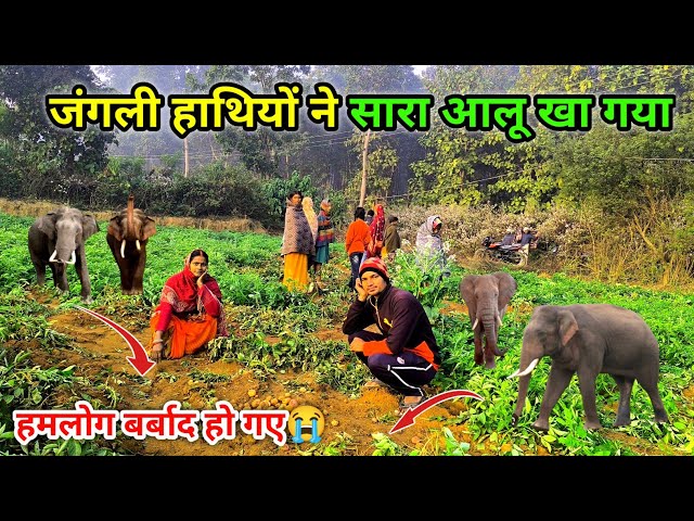 हमलोग बर्बाद हो गए | जंगली हाथियों ने सारा आलू खा गया | Terror of Wild Elephants