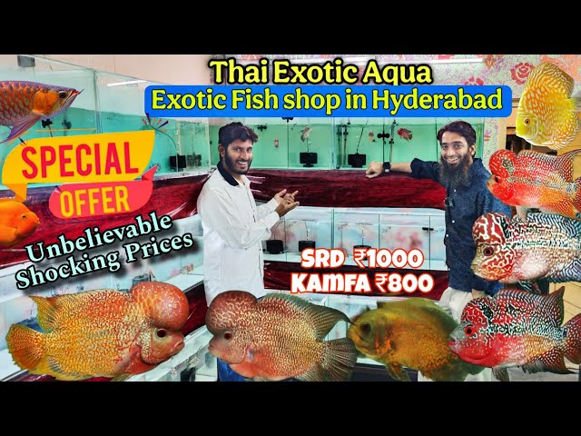 Thai Exotic Aqua Hyderabad, Offer sale SRD 1000, Kamfa 800 only ,Unbelievable prices on Exotic Fish