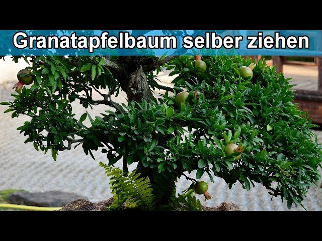 Granatapfelbaum aus Kern selber züchten – Anleitung / Granatapfel Pflanzen selbst ziehen