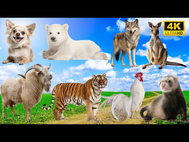 Animal Moments: Dog, Bear, Wolf, Goat, Tiger, Chicken, Weasel - Cute Pet Sounds