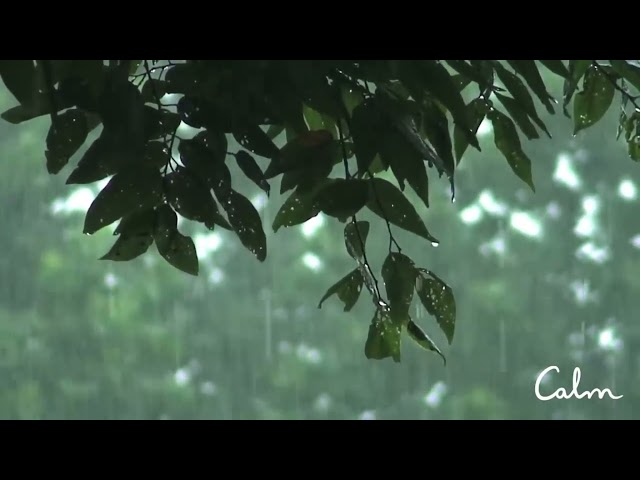 Rain sounds for Sleep | Rainstorm Sounds in Rainforest, Focus or Deep Sleep. Nature White Noise