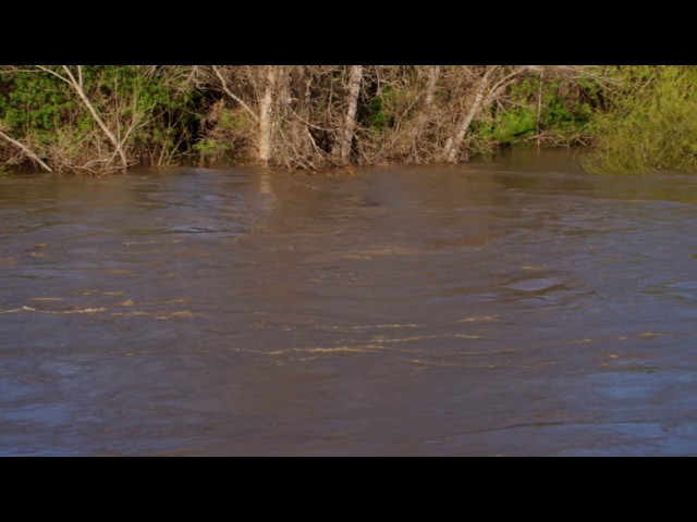 2017 February 22 Morning - Coyote Creek at Ranch Drive/McCarthy Blvd - Milpitas,CA