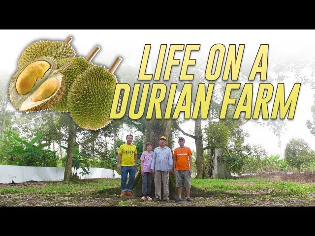 Inside a Durian Farm In Pahang: Farm To Table