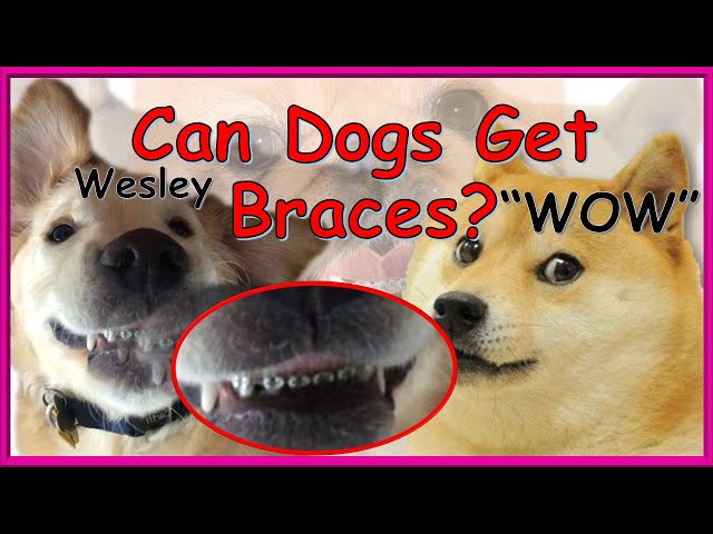 Can Dogs Get Braces??