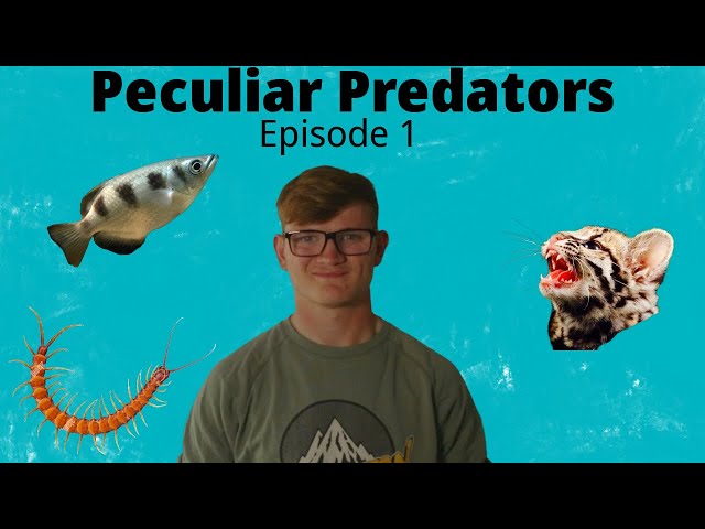 Weird Ways Animals Hunt: Peculiar Predators (Episode 1)