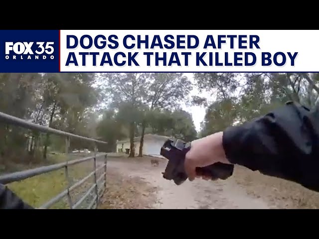 Bodycam: Dogs chased in attack that killed little boy