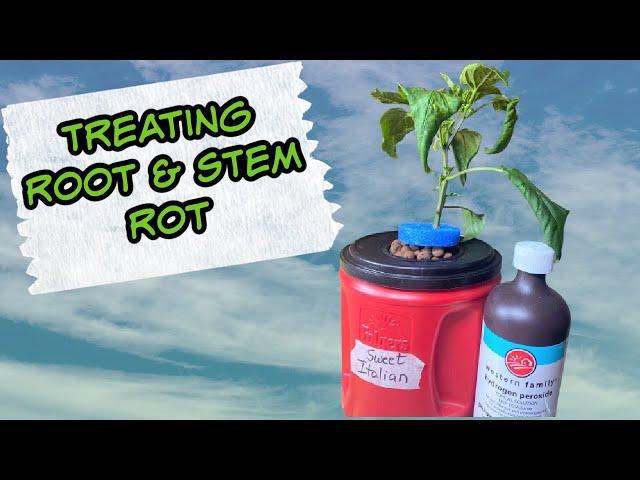 Indoor Gardening Update - Treating Disease and Root Rot with Hydrogen Peroxide