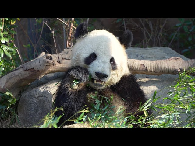 [4K] 笹に囲まれてお食事シャオシャオ🐼岩の上でマッタリレイレイ🐼😀 / Ueno Pandas / 上野動物園でパンダ