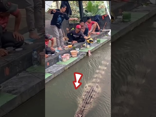 Buaya numpang lewat pas mancing #crocodile #wildlife #viralshort