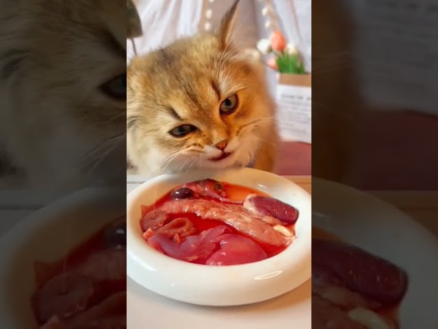 #highlights #cat #meateaters #cute #catseating #eating #kitten #catlover #meat #pets