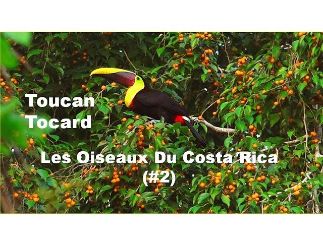 Toucan Tocard: Oiseaux Et Faune Du Costa Rica (#2) / Serge Tonietto-Giguère / Aventure Nature