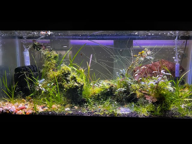 Beautiful Perfect Cherry Shrimp Tank