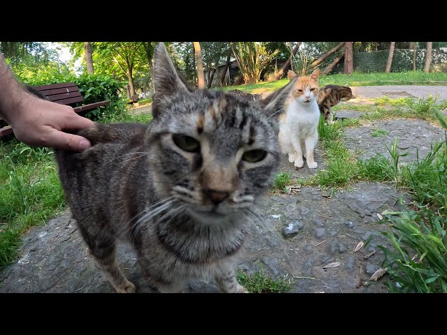 Sit on the Cat Island and Watch Cats Gather All Around!