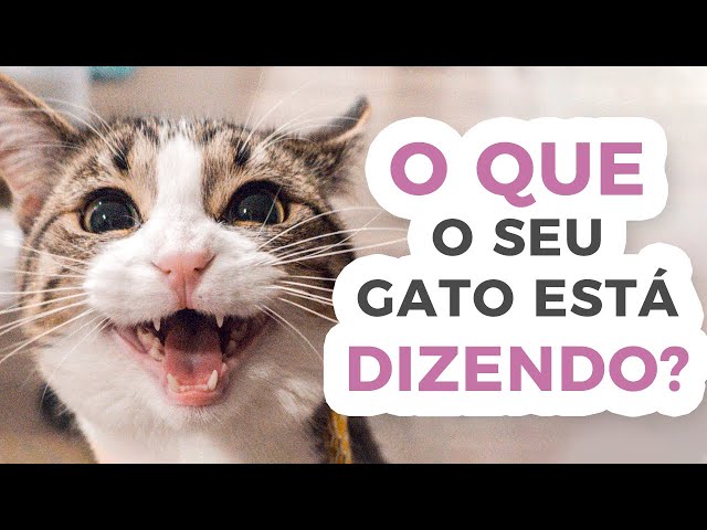 7 Sons de Gatos e seus Significados