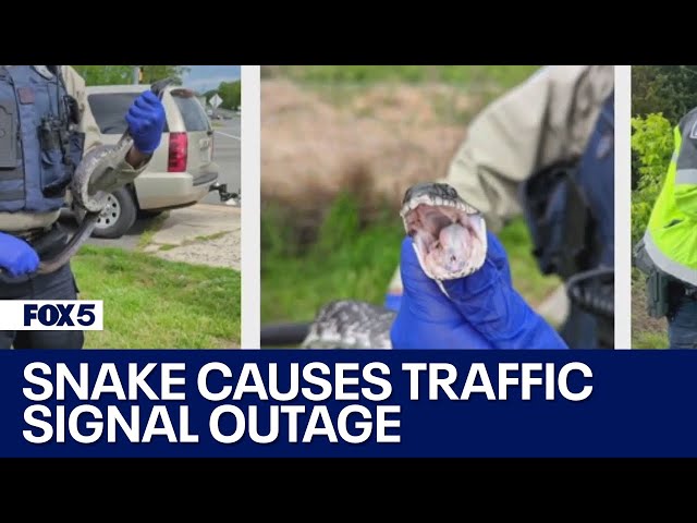 Snake causes traffic signal outage at Prince William County intersection | FOX 5 DC