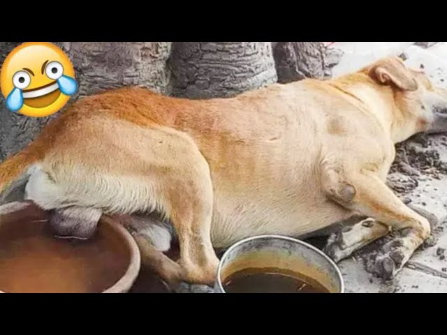 Funny Animal Videos Part 58||Funny Dog Videos 2023||@blessedbaritone