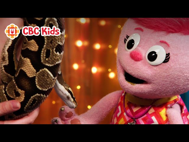 Ball Python Facts for the Year of the Snake | CBC Kids