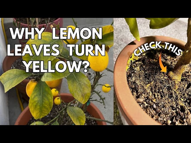 Lemon Tree Leaves Turning Yellow? 8 Common Causes and Fixes for REVIVING Your Citrus Plants