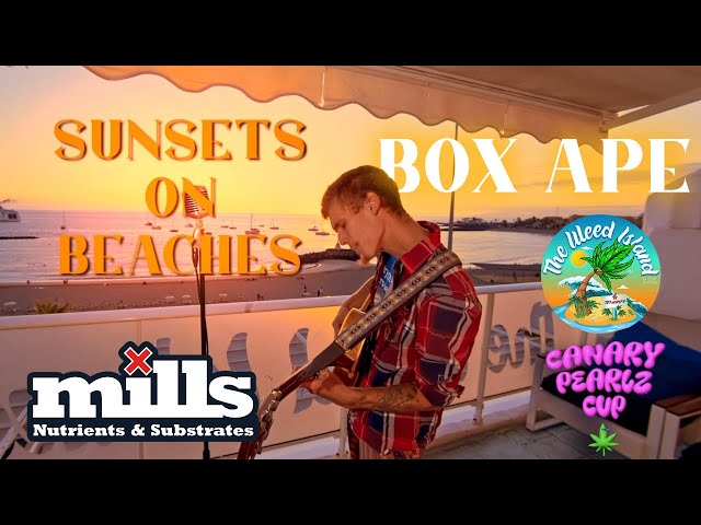 Box Ape - Sunsets on Beaches. Pearlz Cup Art Marathon Vol.1