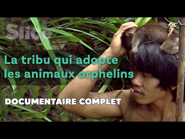 La tribu des Punan : les chasseurs en paix avec la nature | SLICE