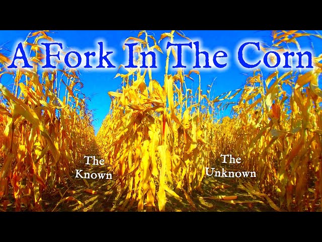 Choosing Between Paths: The Fork In The Corn Dilemma | Virtual Reality / VR180