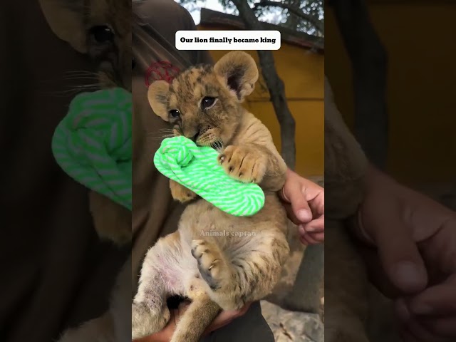 This lion still remembered the mans who adopted it #lion #lioncub #shortsvideo #animalshorts #animal