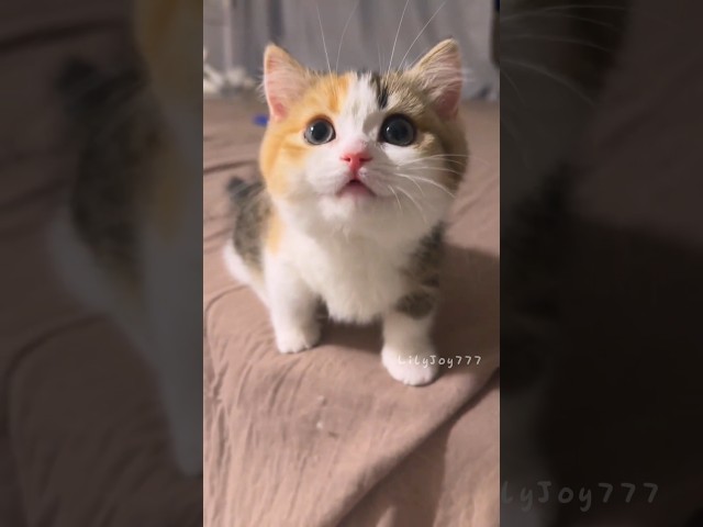 The sound of kittens.💕😻 #cute  #kitten  #cat  #meow